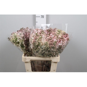 Syr Hy Maidens Blush 2+