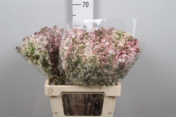 <h4>Syr Hy Maidens Blush 4+</h4>