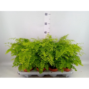 Adiantum raddi. 'Fragrans'