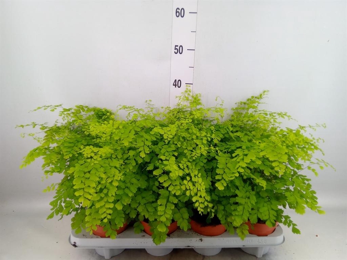 <h4>Adiantum raddi. 'Fragrans'</h4>