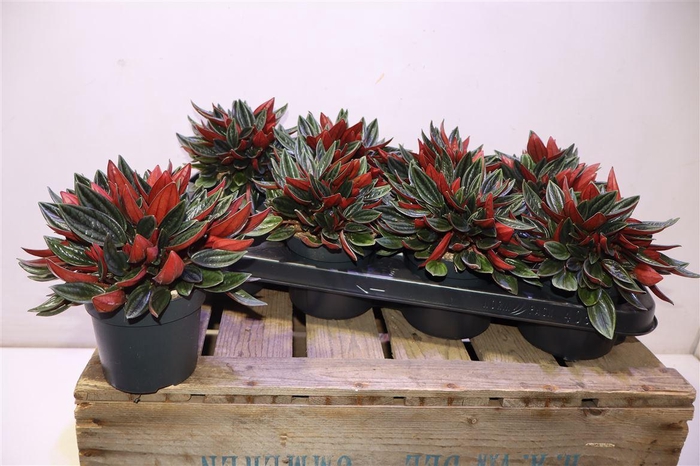 <h4>arr8 Pep Ca Rosso</h4>