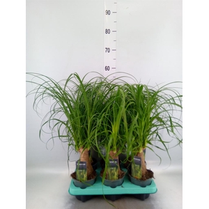 Beaucarnea recurvata