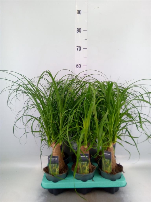 <h4>Beaucarnea recurvata</h4>