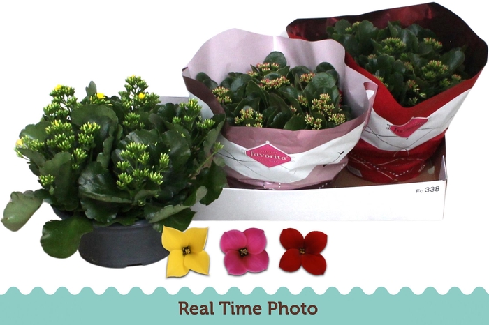 <h4>KAL EN GEM 3 KL</h4>