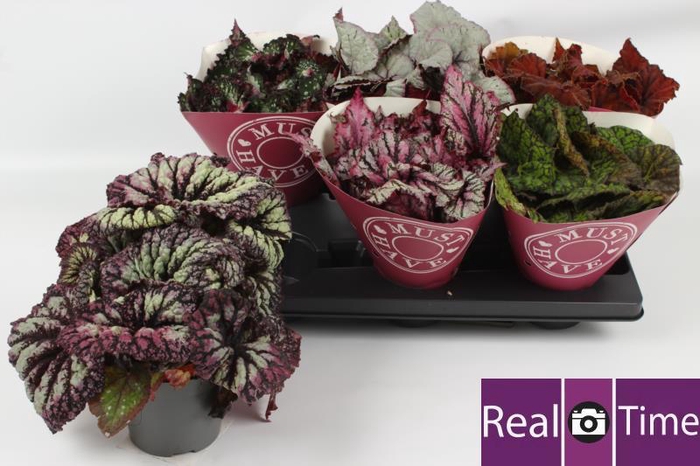 <h4>BEG BEL GEM</h4>