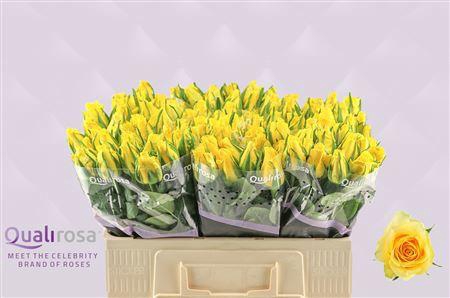 <h4>R GR MOONWALK</h4>