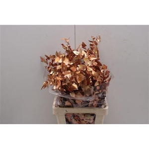 Stuartiana Stab Koper