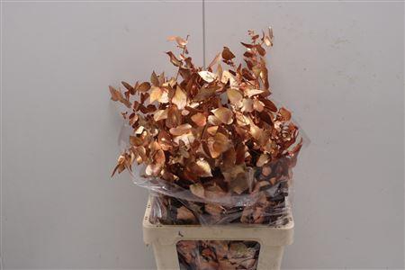 <h4>Stuartiana Stab Koper</h4>