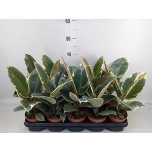 Ficus elastica 'Tineke'