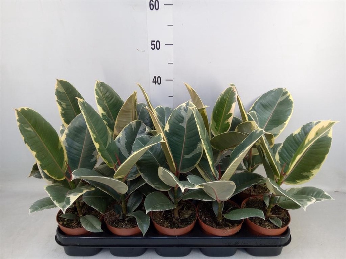 <h4>Ficus elastica 'Tineke'</h4>