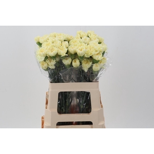 Di St CL Poly Minami