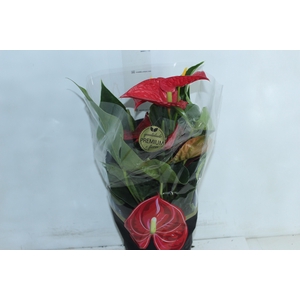 ANTHURIUM MICHIGAN P17 PREMIUM