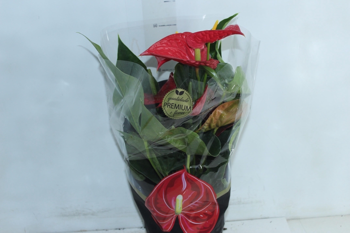 <h4>ANTHURIUM MICHIGAN P17 PREMIUM</h4>