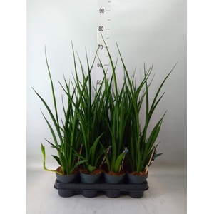 Sansevieria kirkii 'Friends'