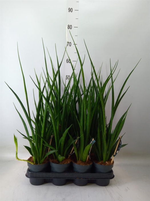 <h4>Sansevieria kirkii 'Friends'</h4>