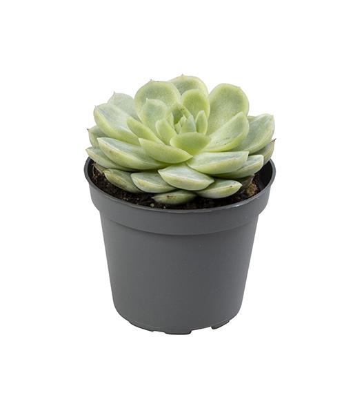 <h4>ECHEVERIA-HYBRID P6 ELEGANS</h4>