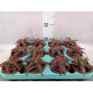 Aloe   ...