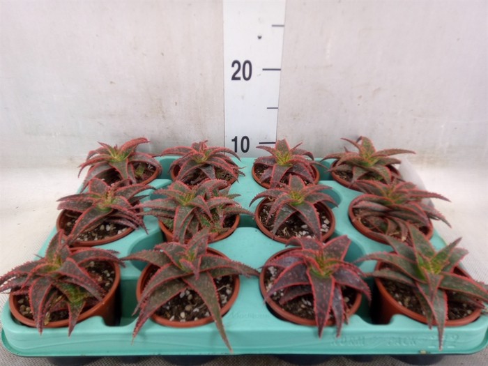 <h4>Aloe   ...</h4>