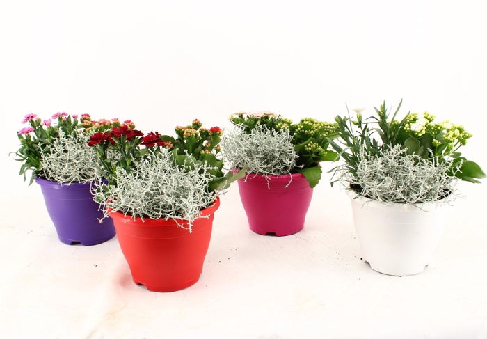 <h4>ARR TUINPLANTEN</h4>