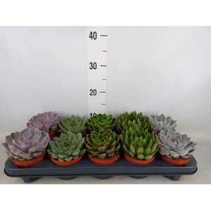 Echeveria   ...mix