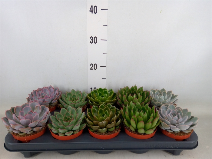 <h4>Echeveria   ...mix</h4>