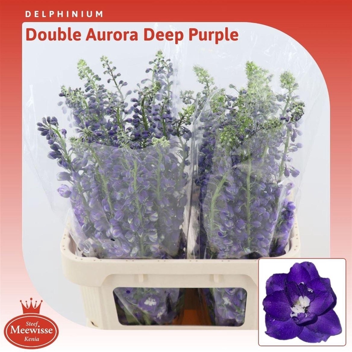<h4>Delph double Aurora Deep Purple</h4>