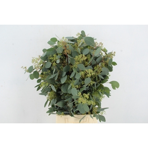EUC POPULUS BERRY 300GR