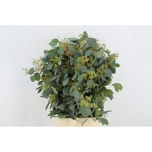 EUC POPULUS BERRY 300GR