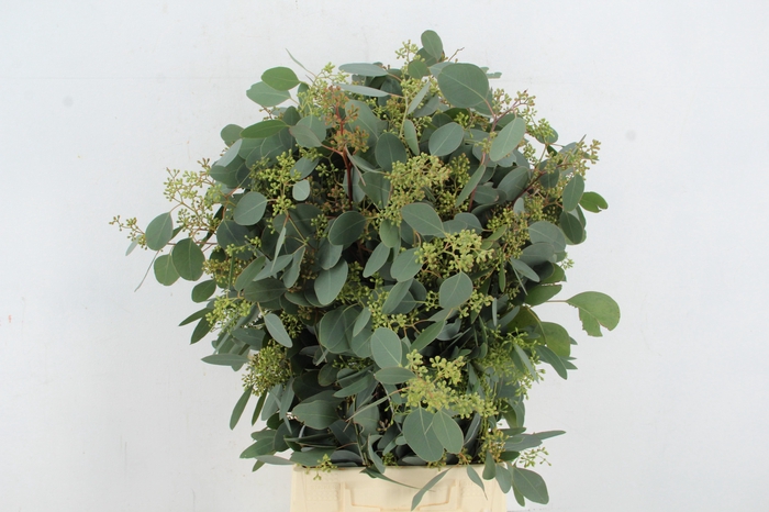 <h4>EUC POPULUS BERRY 300GR</h4>