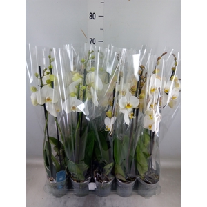 Phalaenopsis   ...