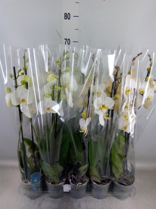 <h4>Phalaenopsis   ...</h4>