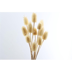 Dried Cardi Mini 12pcs Bleached Bunch