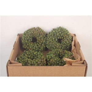 Krans Juniperis Berry Green 12cm