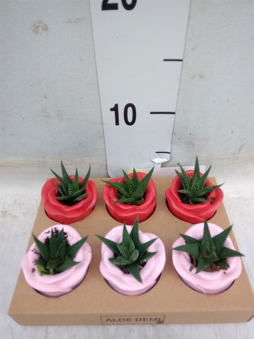 <h4>Succulents   ...</h4>