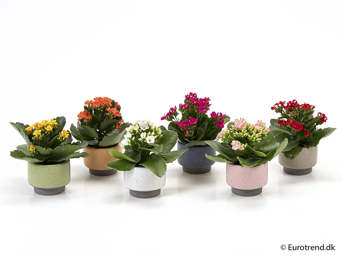 <h4>KALANCHOE BLOSSFELDIANA 'MINI' P6</h4>