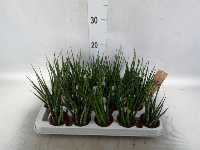 <h4>Sansevieria  'Fernwood'</h4>