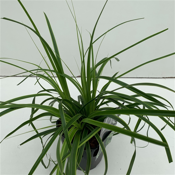 <h4>Graminées Carex 'Everlime'</h4>