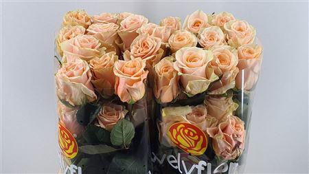 <h4>R GR PHOENIX</h4>