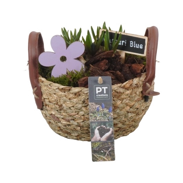 <h4>PTMB1161 Arrangement Muscari in riet mand</h4>