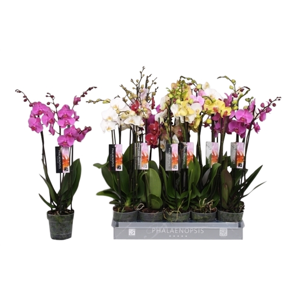<h4>Phalaenopsis 5 color mix, 4-spike 25+</h4>