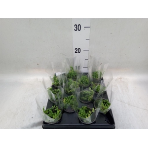 Senecio rowleyanus