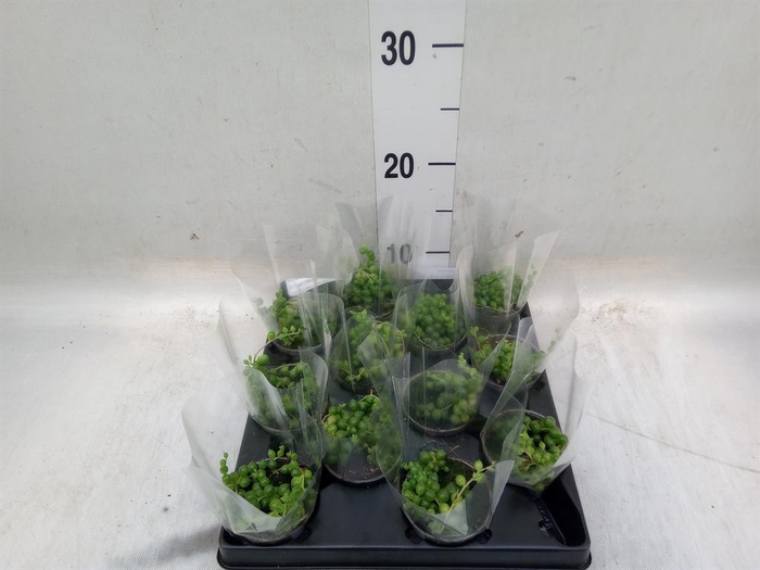 <h4>Senecio rowleyanus</h4>
