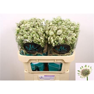 Astrantia Billion Star Xl