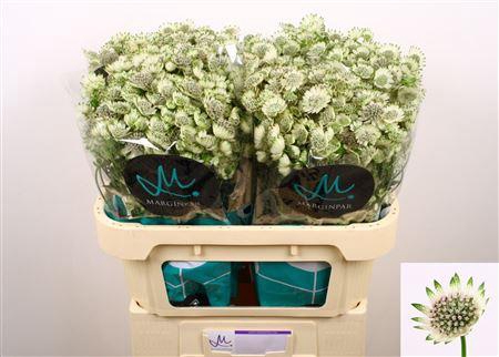 <h4>Astrantia Billion Star Xl 70cm</h4>