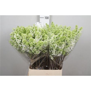 Syr V Mme Fl Stepman 4+