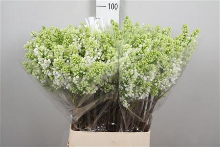 <h4>Syr V Mme Fl Stepman 4+</h4>