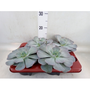 Echeveria  'Pollux'