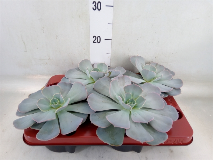 <h4>Echeveria  'Pollux'</h4>
