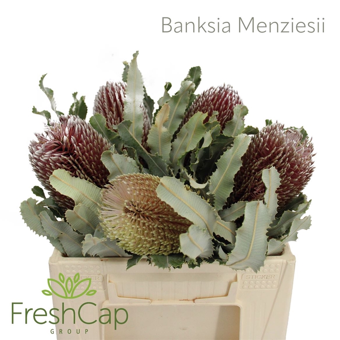 <h4>Banksia Menziesii</h4>