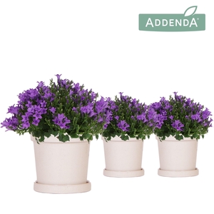 Campanula Addenda Ambella Intense purple in Flower pot sand